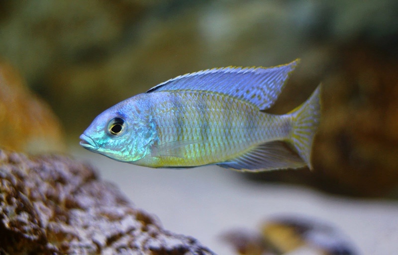 Mylochromis ericotaenia 'Manda'